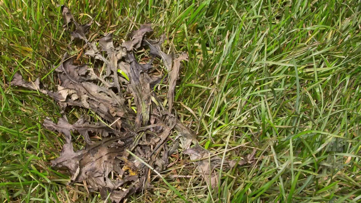 Weed B Gon MAX Weed Control Concentrate for Lawns, 1-L
